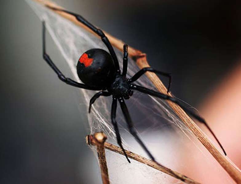 Black Widow - Hình ảnh minh họa